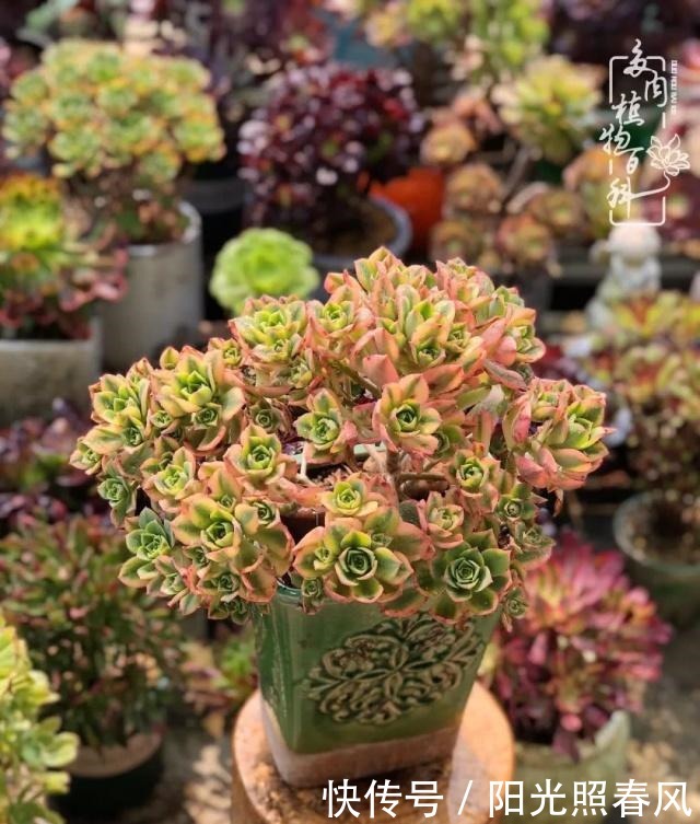 多肉法师欣赏在最美法师季,法师丛中一定住着小天使!