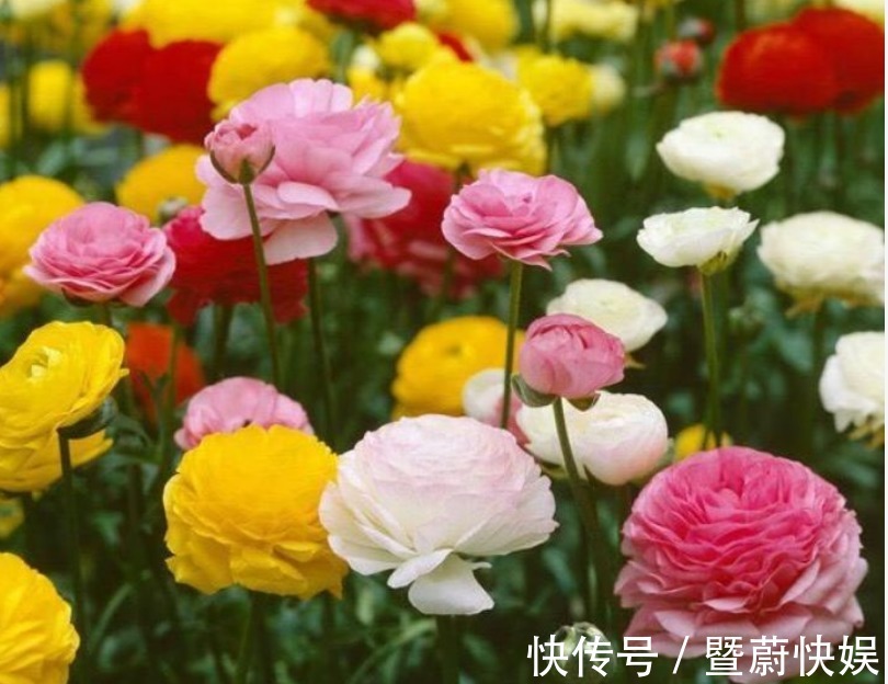 “4种花”谁见了都喜欢，婀娜多姿，人见人爱，美的让人热泪盈眶