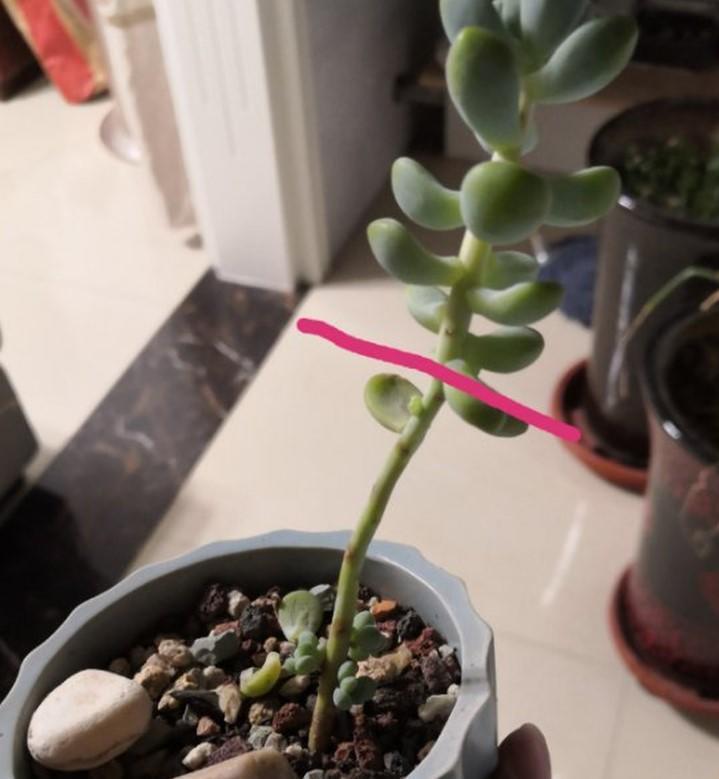 冬美人|多肉徒长咋办砍砍头，撸个叶，一盆又能变多盆！