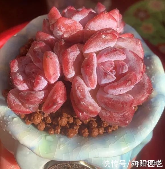 多肉|“南肉北养”！小心养死，注意5个问题，多肉不黑腐，不化水