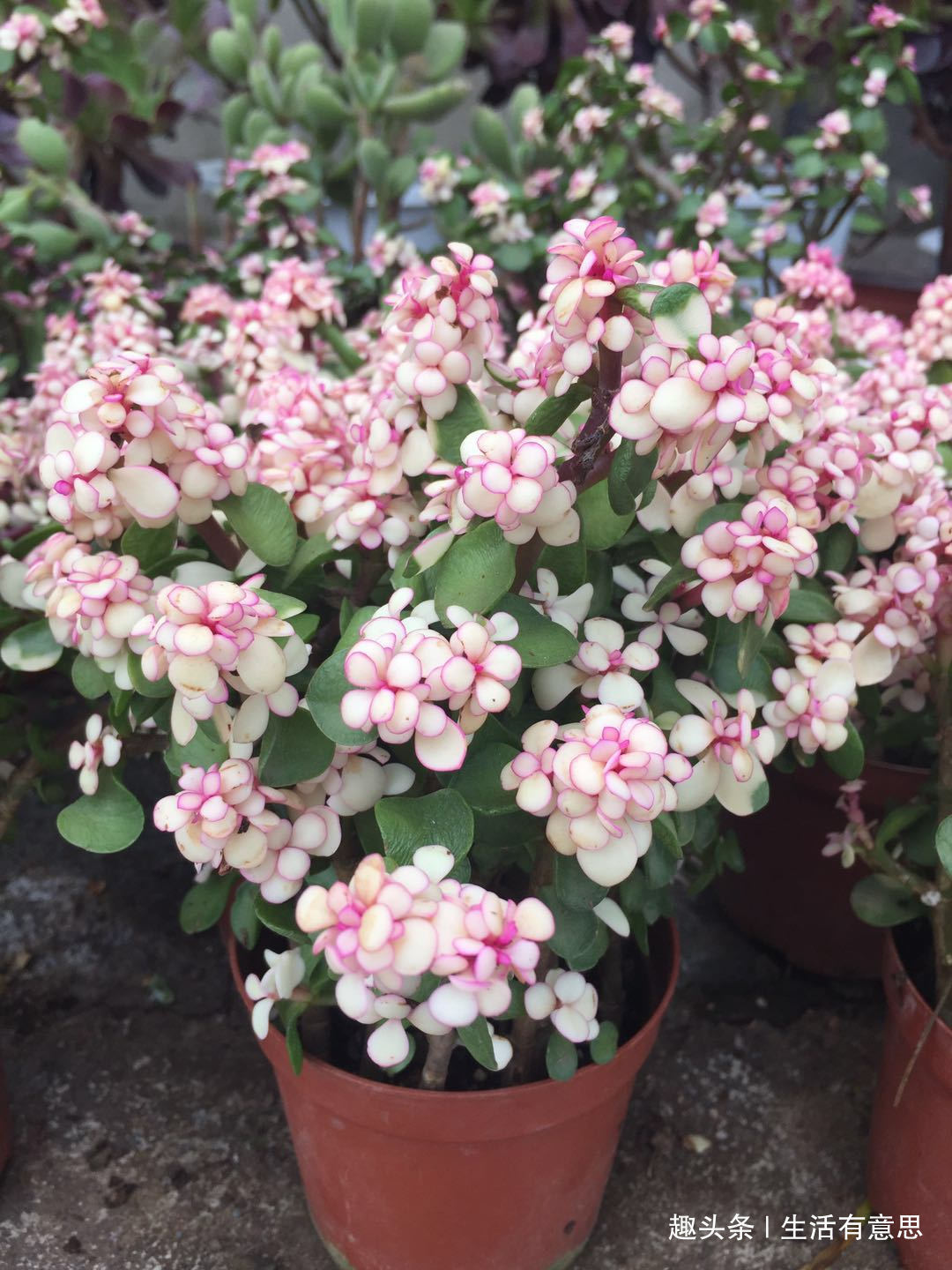 多肉换盆很讲究,换好生机勃勃,换差烂根烂叶,教你几招好方法!