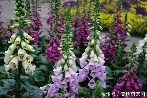 狗牙花|被名字耽误一生的6种花,土里土气,开花却“气度非凡”靓丽入眼