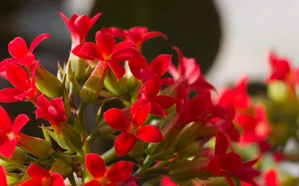 老单红|长寿花的品种越来越多,老单红却被淘汰,开花红艳为何不招人喜欢