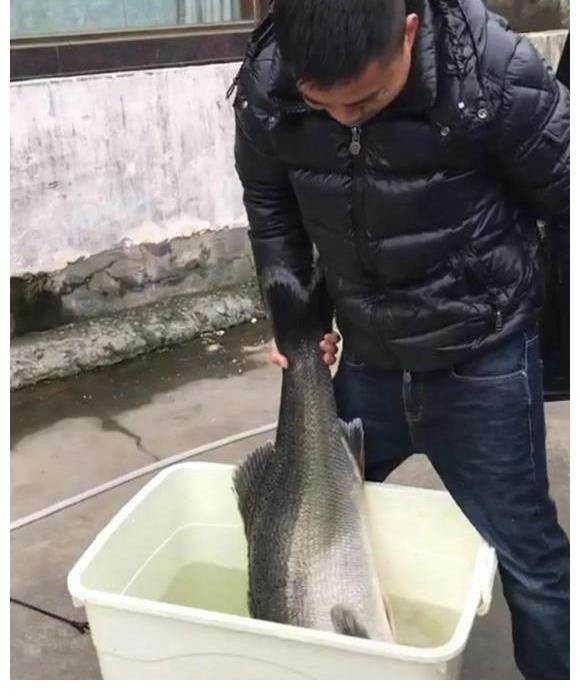30斤!钱塘江“鲈鱼王”被人钓起,卖出2000元,网友:渡了多少劫