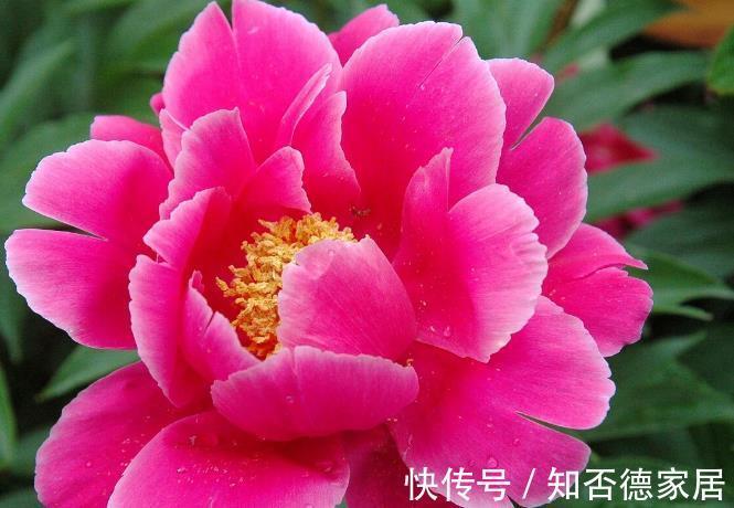 适应能力|零下20度冻不死的花草清单,种在北方小院,可多年赏花