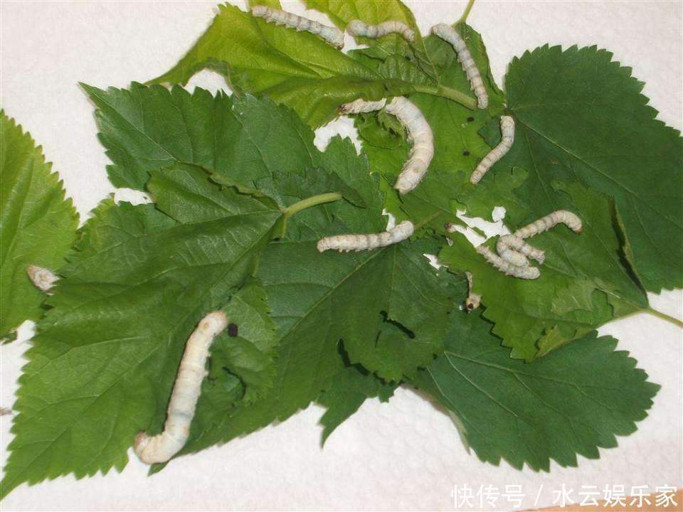 桑叶能用好,一定是个宝,一片桑叶,8种病症都能治!