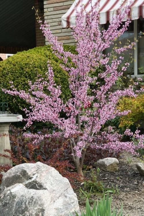 早春灿烂迷人的花树,路上开满一树的花你认得哪一种