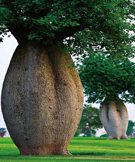 世界上储水量最大的树 长得像花瓶 一棵树却能养活4个人 快资讯 世界上储水量最大的树 长得像花瓶 一棵树却能养活4个人 快资讯