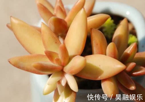 多肉植物|多肉铭月徒长怎么办教你3个小妙招,轻松解决徒长植株更美观