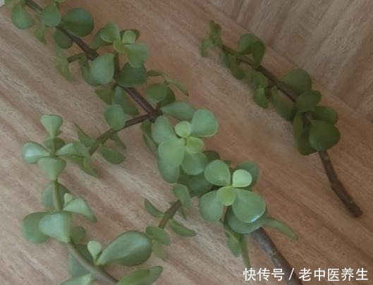 近期雨水多,散养金枝玉叶3个月没修整,枝条长,剪下来培育新株!