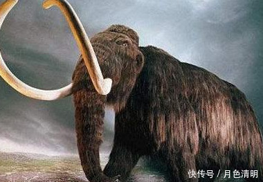 蓝色鸽子、巨鹿、斑驴,人类灭绝的9种美丽的国宝级动物