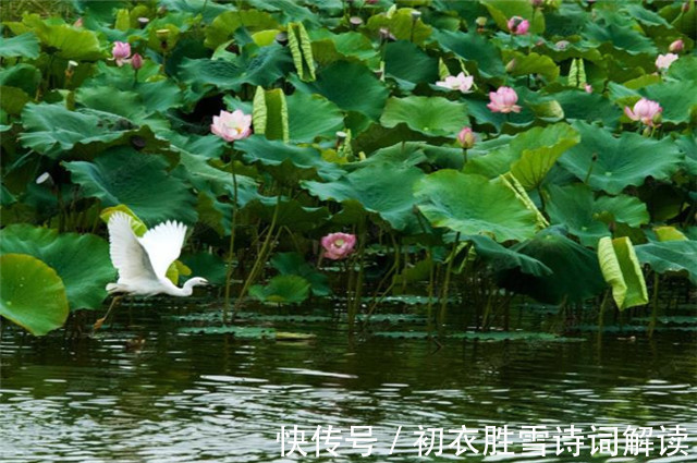 贺知章|壮美荷塘五首：万柄荷花红绕路，红白芙渠千万朵