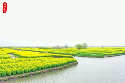 江苏最奇特的油菜花海，生长在水上，被誉为“全球四大花海”之一