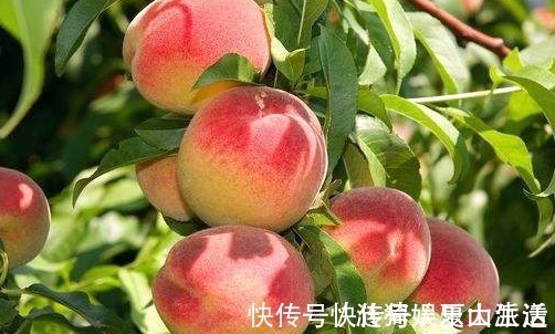 好吃|桃子虽好吃但是毛太多,去除桃毛很简单,放心吃到干净香甜的桃子