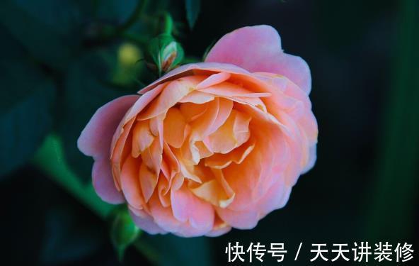 叶子|消灭月季“光杆”正当时，用对方法，15天新叶满满