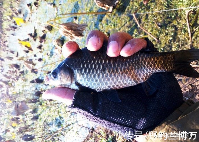 爱信不信！降温后，鲫鱼都藏在这5个地方