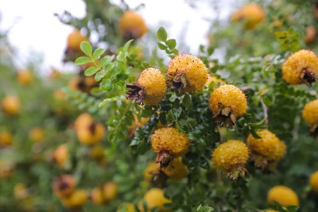 效用|有刺植物的刺是如何起源和演变的?有什么类型和效用?