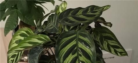 浓肥|别养绿萝了,2种花超耐阴,采光不好也能长得好,叶子浓绿盆盆爆