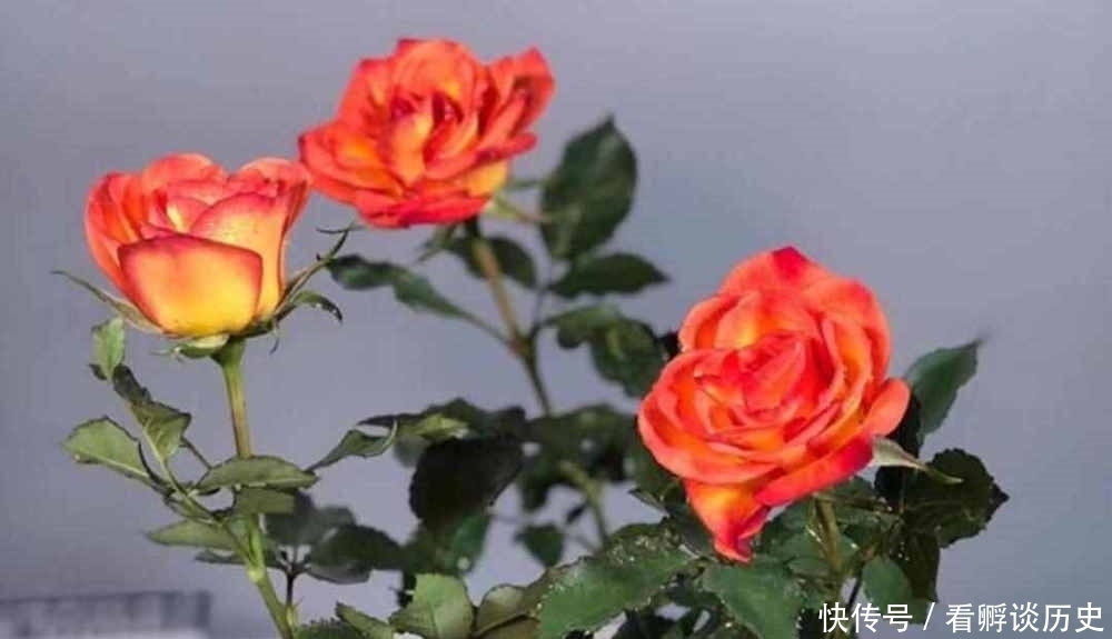 全年开花,栽培容易,此盆栽玫瑰值得入手,看了之后心动吗?