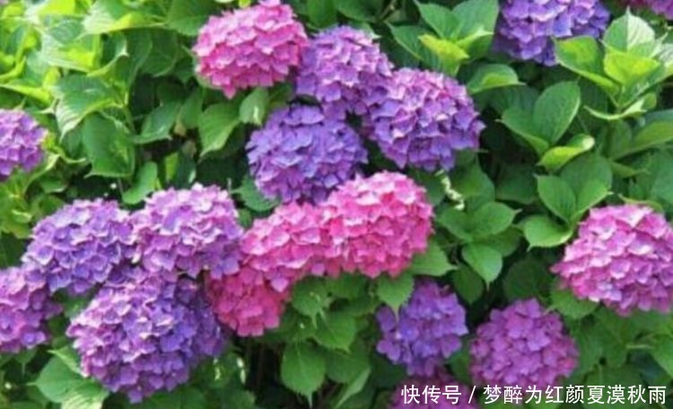 绣球花|几种花养家里真好看,花朵硕大花期长,美不胜收好养活,养花首选