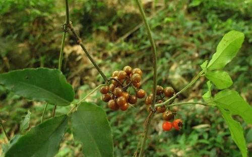 郴州市第一人民医院|3例中毒事件,均由一种常见草药引发,村民称其为“药王”