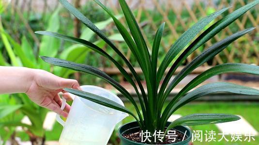 最厉害的养花营养液给君子兰喝一勺，叶子挺拔如折扇，花开不停