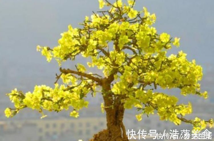 这种花一定要养，不用操啥心，花色繁多易爆盆，娇艳欲滴