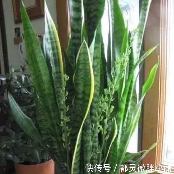 虎皮兰|家里要养3种花，吉祥又喜庆，时来运转，越过越富裕有钱