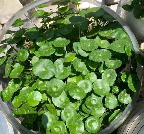 土培|铜钱草养不好,给你支一招,只需做好两点就够了