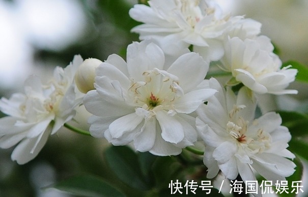 花期|养花不如养些菊花，此几款菊花漂亮又好养，芳香馥郁，绚烂多姿