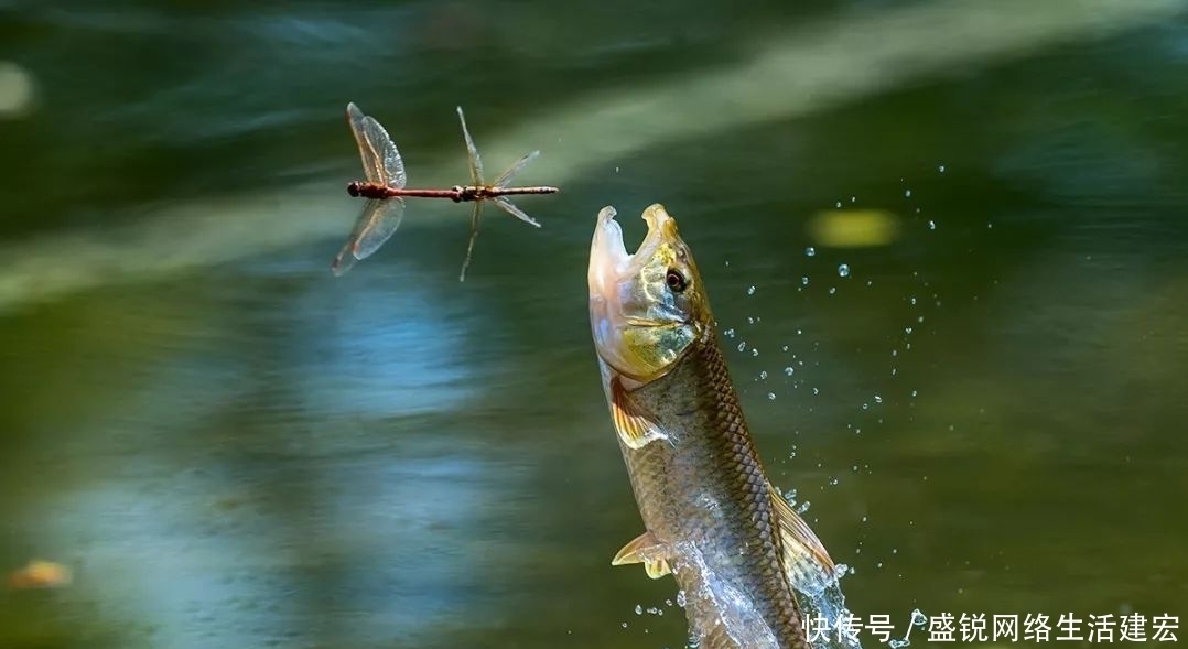  马口的两种钓法，不是为了渔获，而是为了钓鱼的乐趣