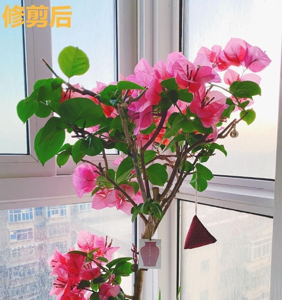 开花|6种“漂亮花”，长了就狠剪，舍不得剪害处大，耽误一年开花量