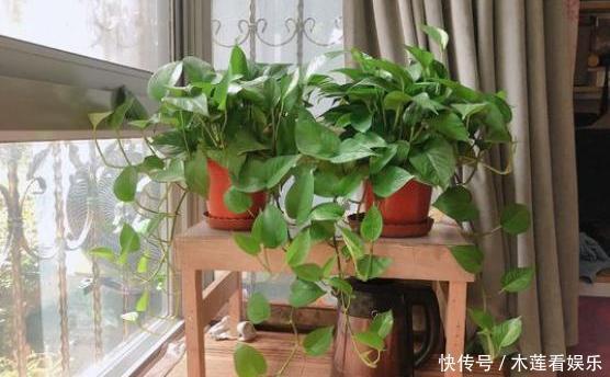 小齐|绿萝天天有黄叶平常注意“几点”,叶片大又绿,黄叶不见了