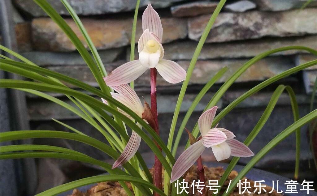 植料|要想兰花来年开花,赶紧此样做,不然就来不及了