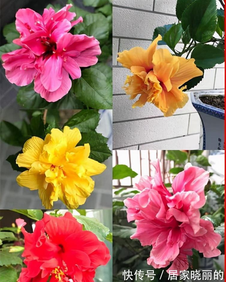 人养花,花亦养人!3种漂亮的花,建议养一些,能吃能看还能养人