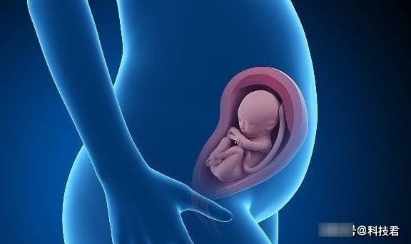 胎儿|为什么排畸检查，非要在孕中期进行？看完后你就会明白了！