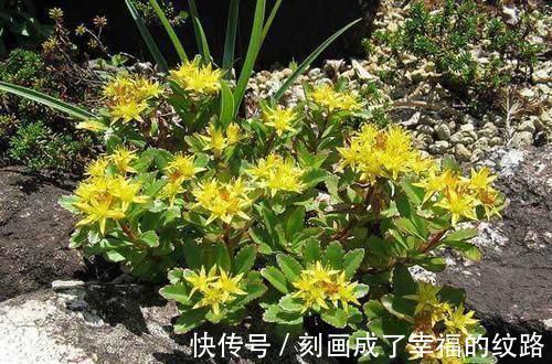 金不换|农村一种很“麻烦”的野菜,它才是真正的“金不换”,能防中风