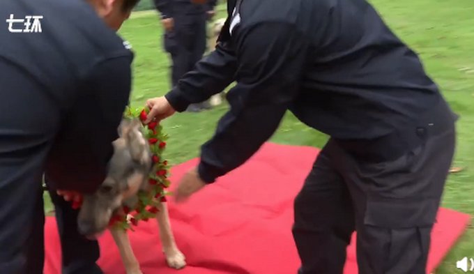 立功缉毒犬|实至名归！立功缉毒犬被授予花环加鸡腿