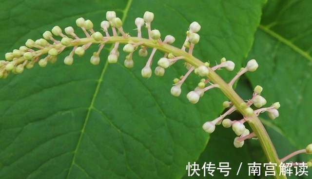 商陆根|农村有一种野草,人称“见肿消”,消肿具有奇效,你在路边见过吗