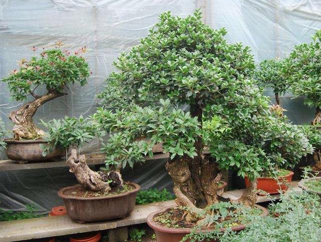 “便宜”的2种花,养在阳台上,越来越“值钱”,寓意好,太值!