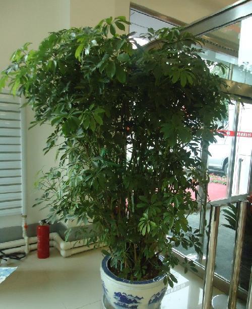 春羽|种健康花，家里养一盆，格调高寿命长，干净，健康，运气好