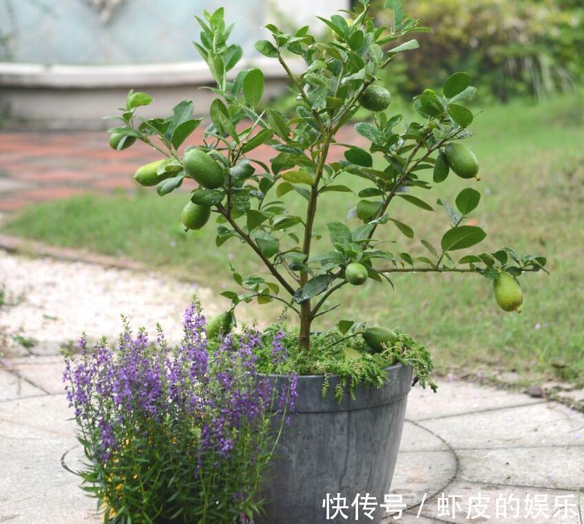 阳台上|很好养的3种小树,阳台露台都可以养,寓意好越养越旺净化空气