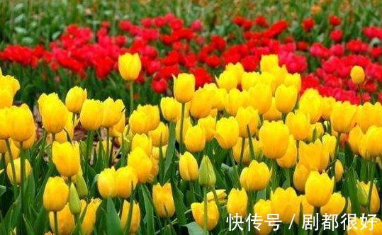 农历|农历7月14日开始,养花养个耐看的,一花多色,四季有花开