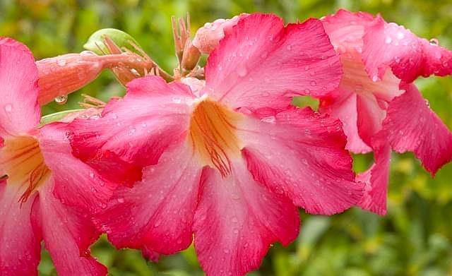 沙漠玫瑰养好并不难，做好一点，小盆栽也能变成“参天大树”！