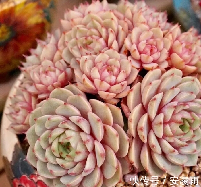 叶片|这“三多肉”是爆崽小能手,入冬放室外冻一冻,无需砍头易群生