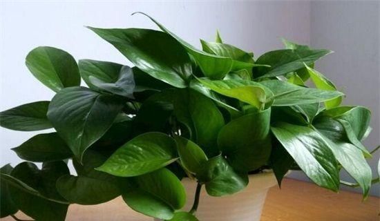 客厅养花,不用多,6盆就能旺一年,空气小清新,常年绿油油