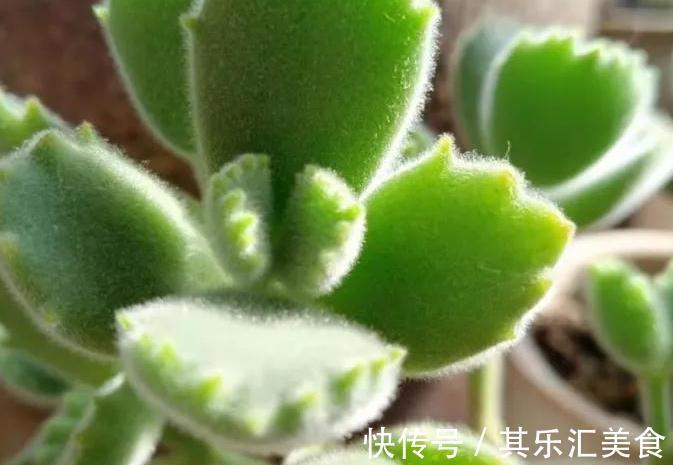 萌宠的熊童子冬天养护这些一定要注意,否则掉叶枯黄没商量