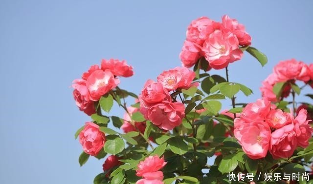 想让月季冠幅快速变大,只要舍得,做好2点就行!