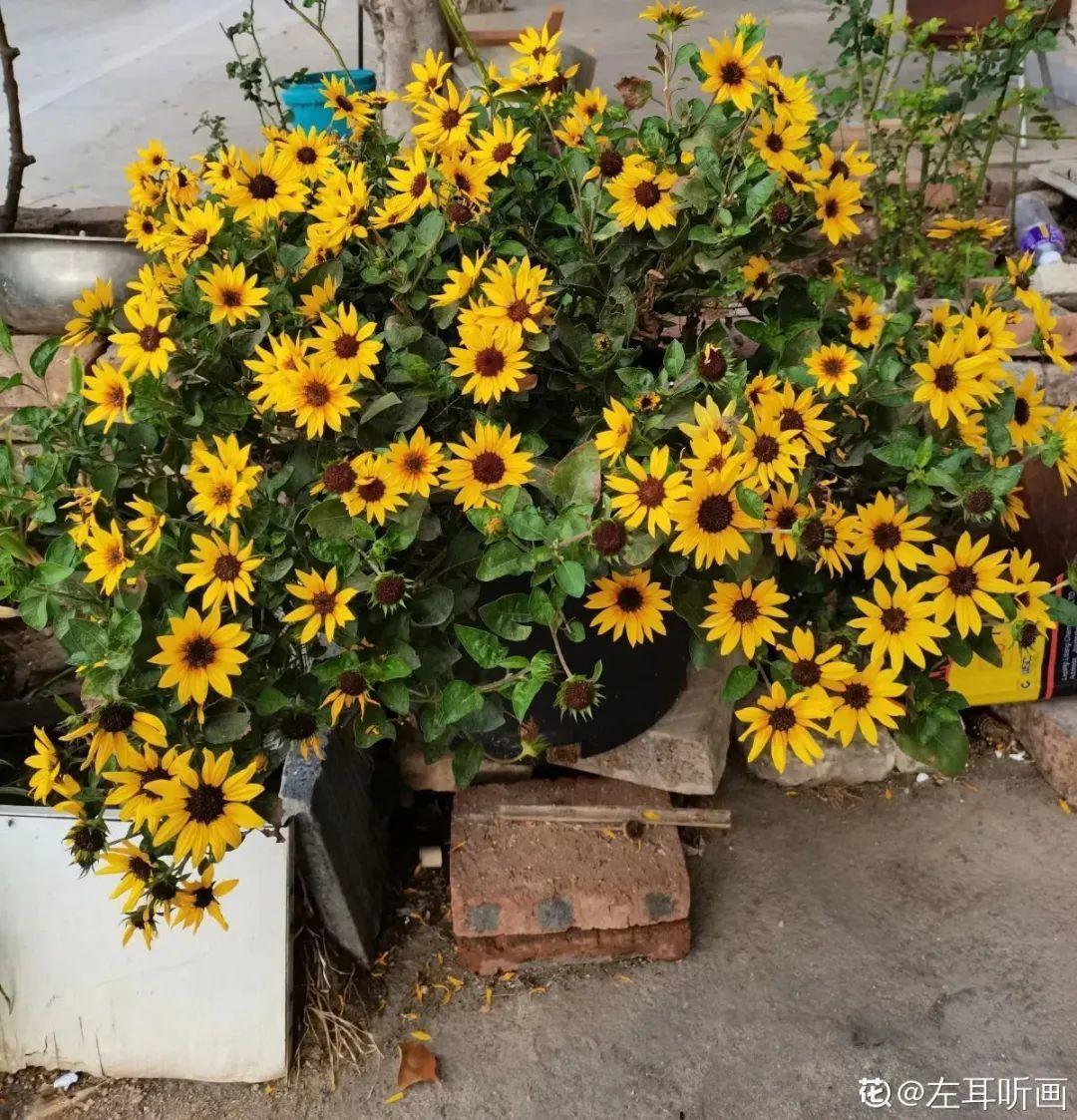 蕾丝|30种夏天花,热不死、晒不死,大半年都开花,还没病虫害