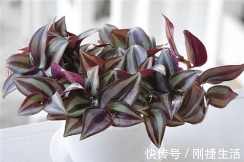 厨房油烟大?这6种绿植吸油烟,长得旺,环境清新又健康!